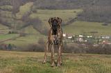 DOGUE ALLEMAND 985